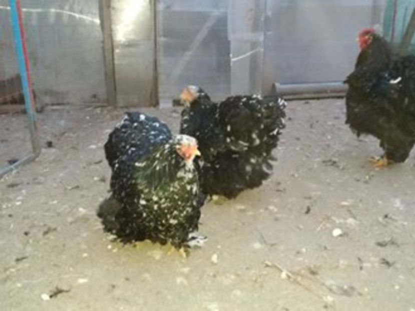 15977489_1887942431439553_7822256825610051625_n