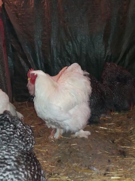 16002851_1890740927826370_1366932531718432974_n (1) - Tineret 2016