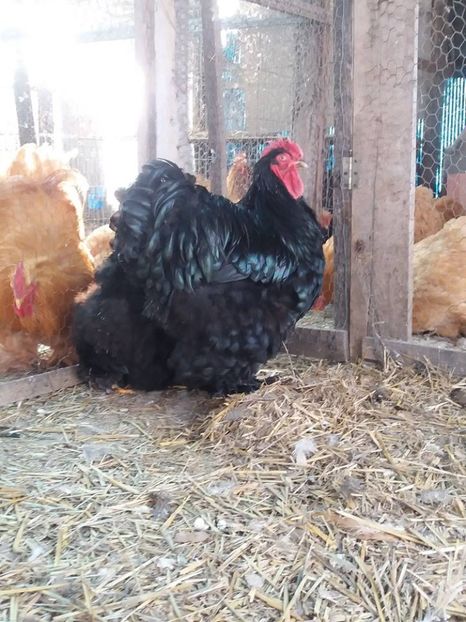 15873059_1887432981490498_5963455305564913649_n