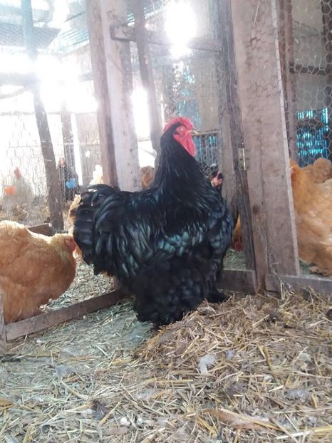 15873122_1887433174823812_3473197960543098728_n