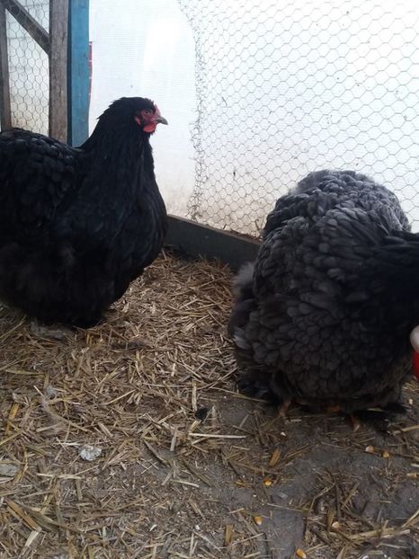 15894533_1887432941490502_4043336850441201190_n