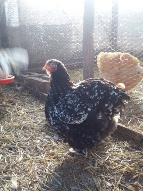 15941084_1886925294874600_4256522224737935660_n