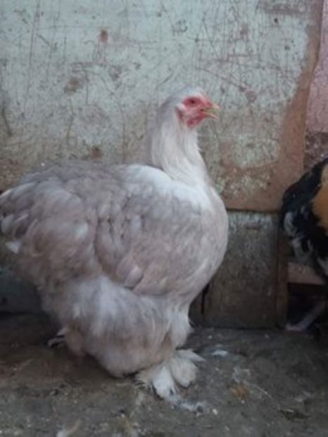 15965138_1889585417941921_1731421245142787974_n