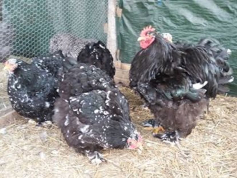 15965391_1887432541490542_5811103662905077347_n