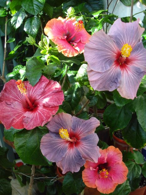  - HIBISCUS 2017