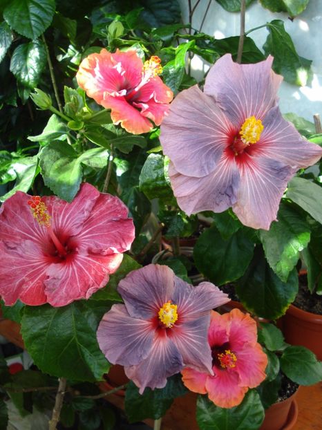  - HIBISCUS 2017