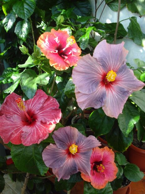  - HIBISCUS 2017