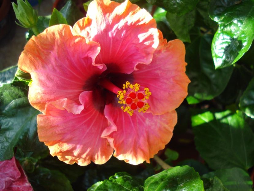  - HIBISCUS 2017