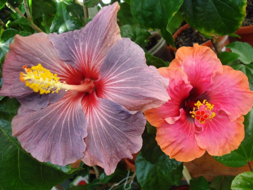  - HIBISCUS 2017