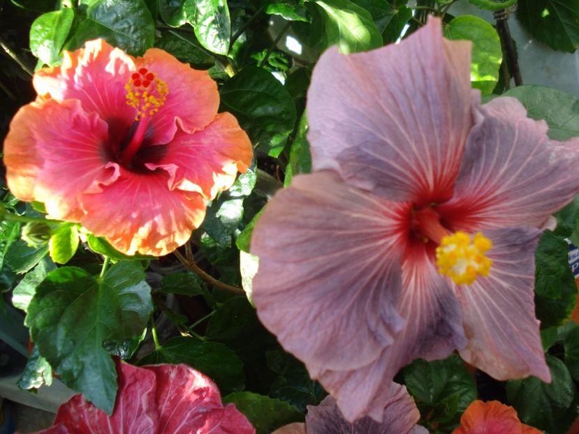  - HIBISCUS 2017