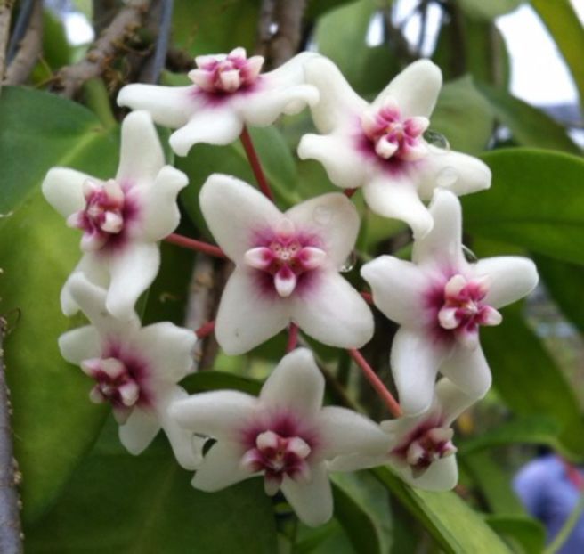 Hoya-naumanii-175-600 - H-Freckles