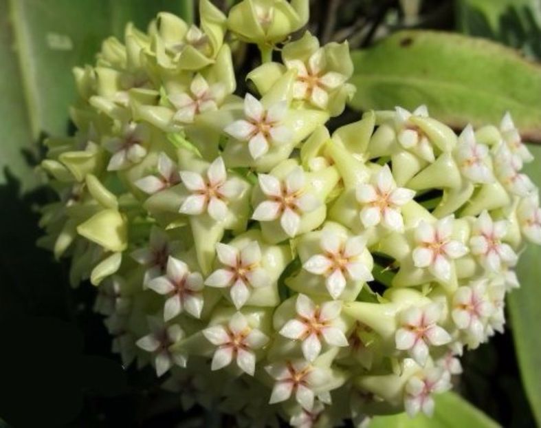 Hoya-parasitica-flower-umbel - H-Freckles