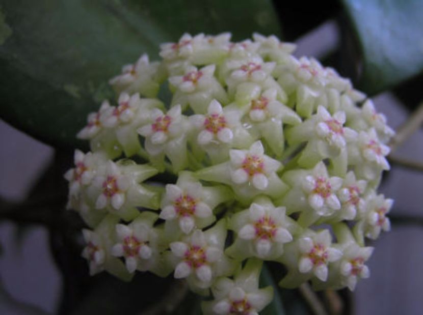 hoya_acuta_green_form