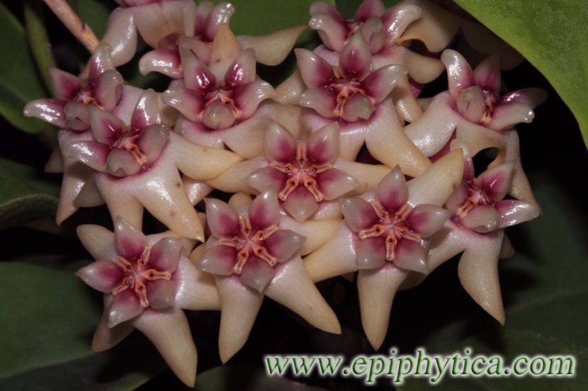 Hoya-darwinii