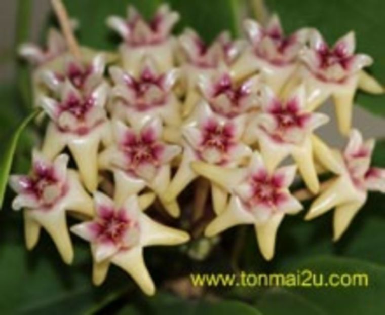 Hoya-darwinii-s