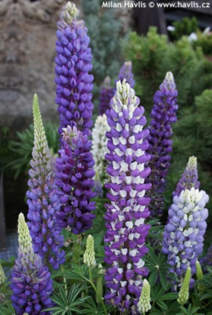 Lupinus polyphyllus Gallery Blue Shade