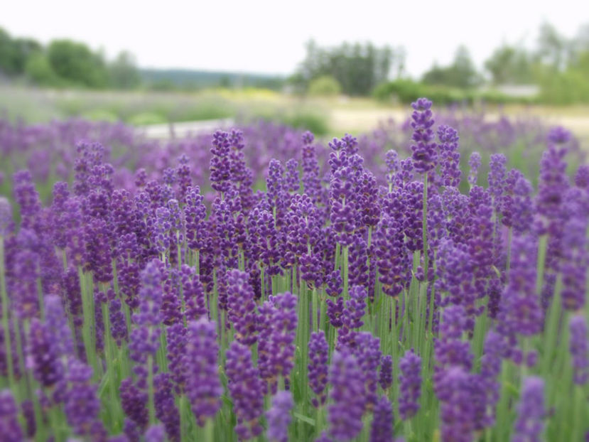 Lavandula angustifolia