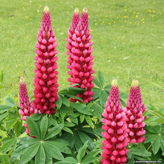 lupine_red_1