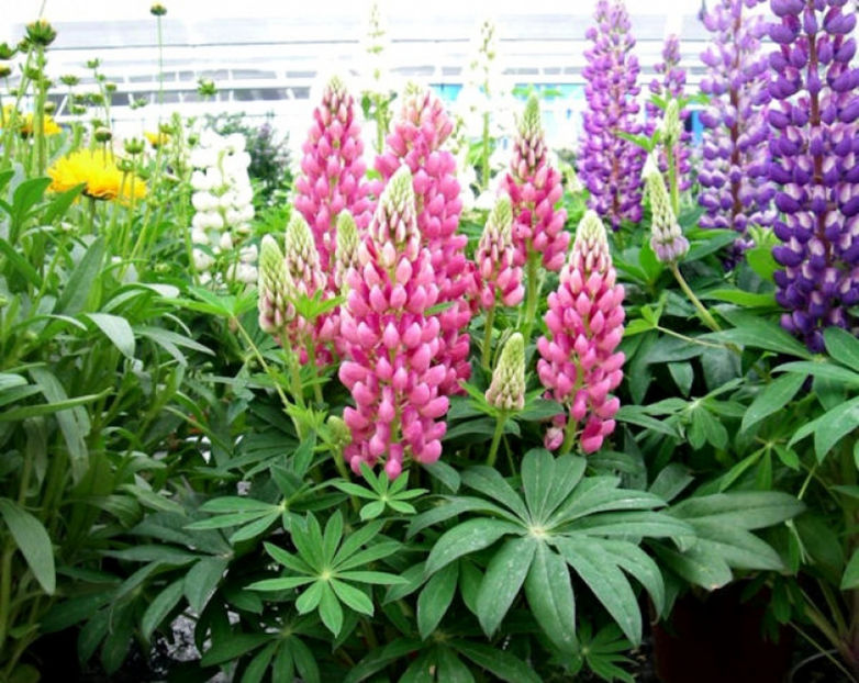 Lupinus polyphyllus Gallery Rose Shades - Achizitii plant-shop