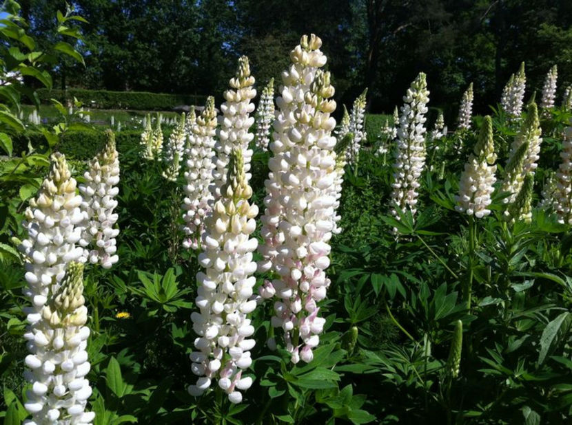 Lupinus polyphyllus Gallery White Shades