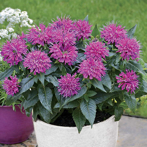 Monarda didyma Balmy Lilac