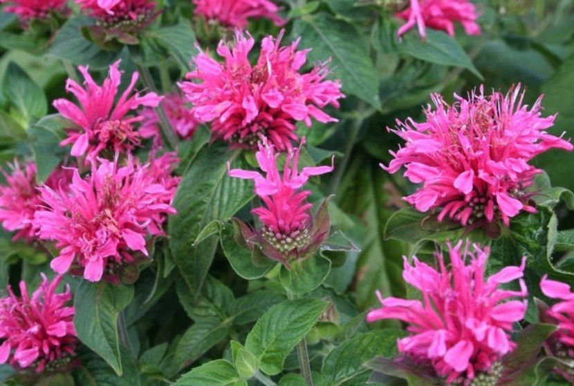 Monarda didyma