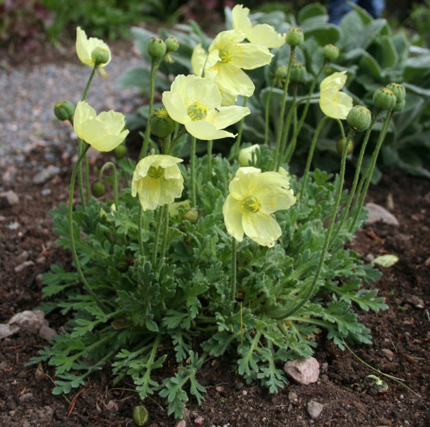 Papaver miyabeanum Pacino - Achizitii plant-shop