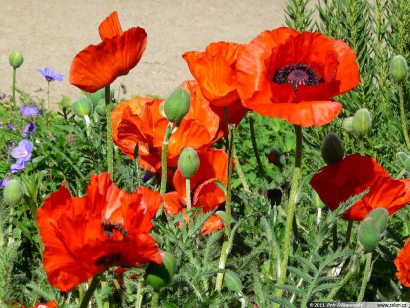 Papaver orientale Allegro - Achizitii plant-shop