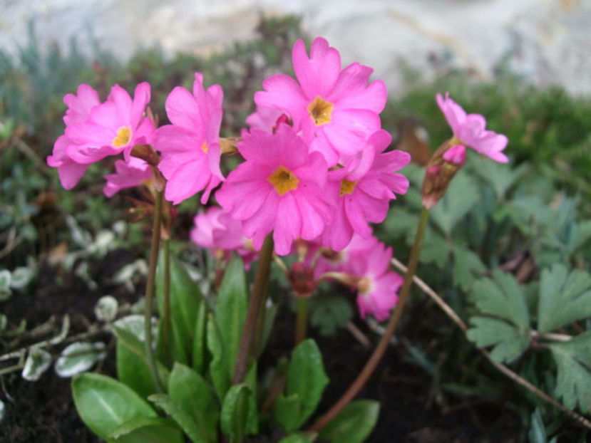 Primula rosea Grandiflora