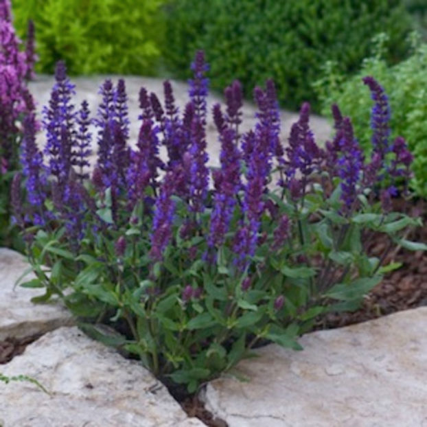 Salvia New Dimension Blue