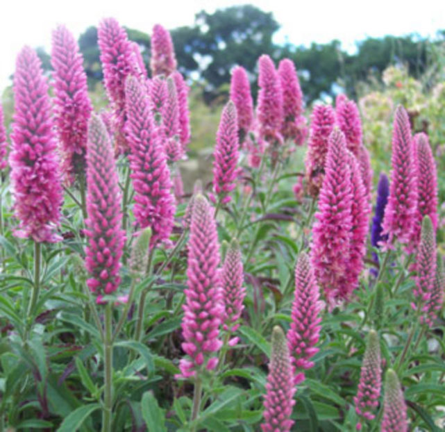 Veronica spicata Rose Zwerg