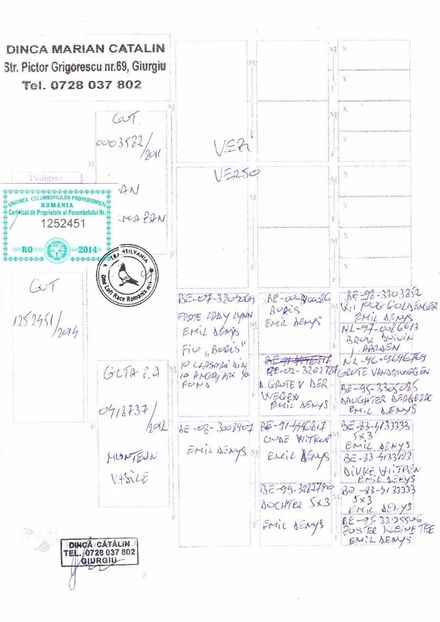 RO-14-1252451-M-pedigree-LOC  8 FINALA Columbodrom-Transilvania-RO-1252451-2014 - P 10