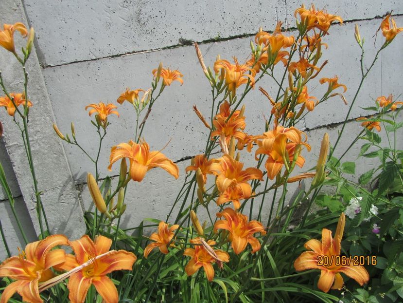 Hemerocallis fulva (4)