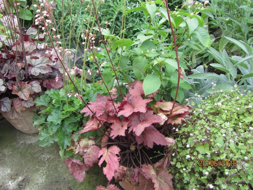 Heuchera (2)