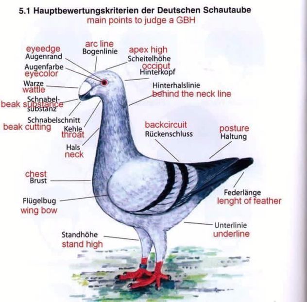  - Standard Deutschen Schautauben