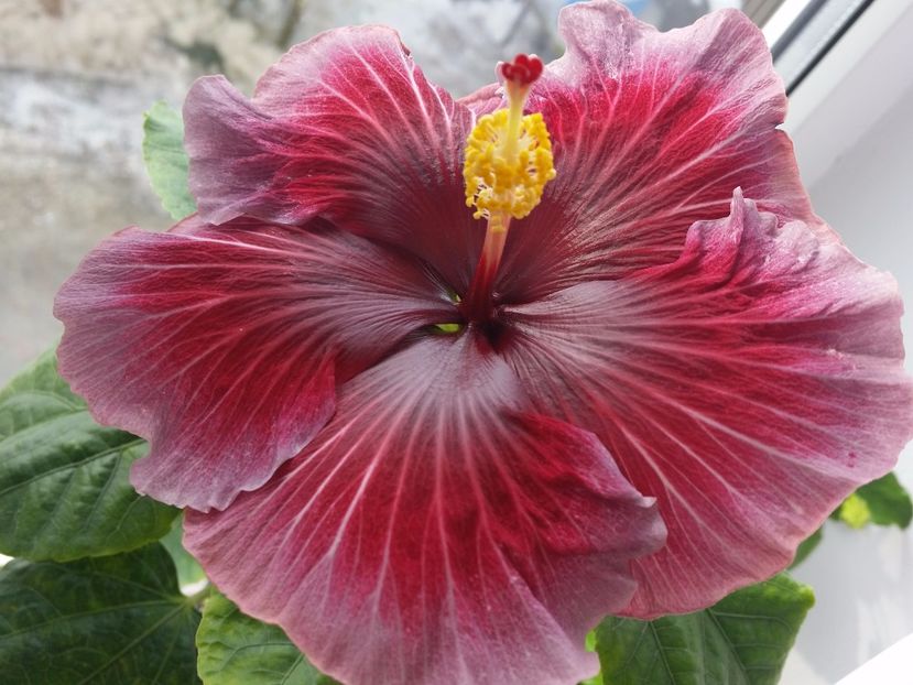 Tahitian purple queen - Hibiscusi 2017