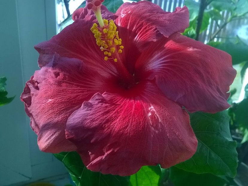 Electric blue - Hibiscusi 2017