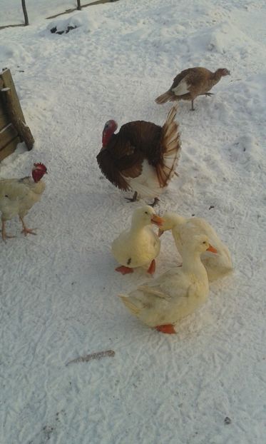 Ratele se dau la mine crezand ca sunt rățoiul