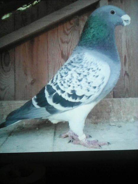  - VOIAJORI DE FRUMUSETE BAGDETI INDIENI GERMANII