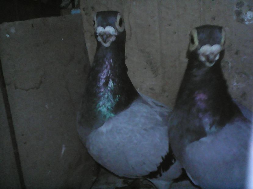 M 2016  ---- M 2015  rezervat  pt. Nicușor  s-au vîndut