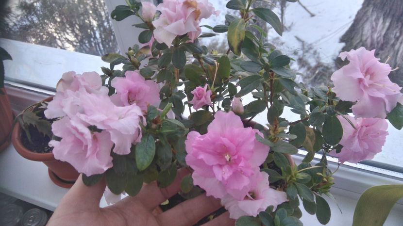 Azalee,inflorita din septembrie - Flori apartament