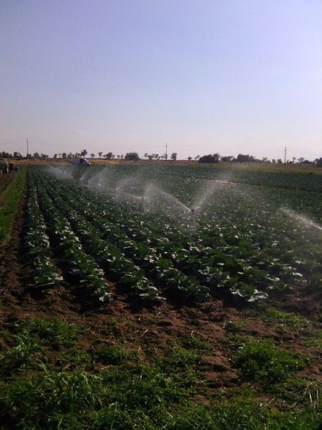 Photo0270 - legumicultura --ocupatia mea