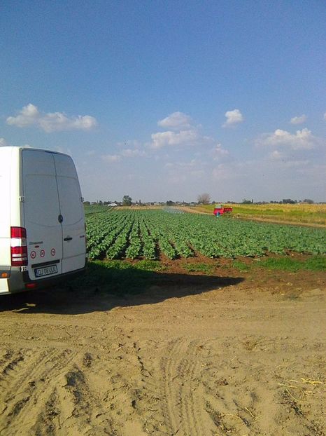 Photo0273 - legumicultura --ocupatia mea