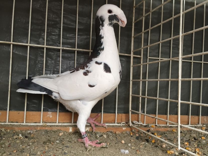 M/2016; Christian paeleke
