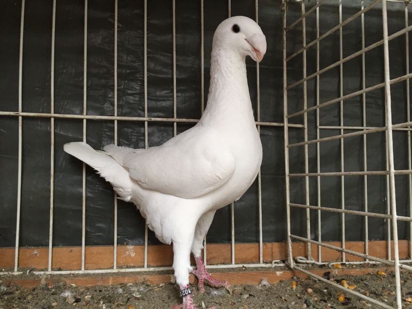 M/ 2016; Christian paeleke
