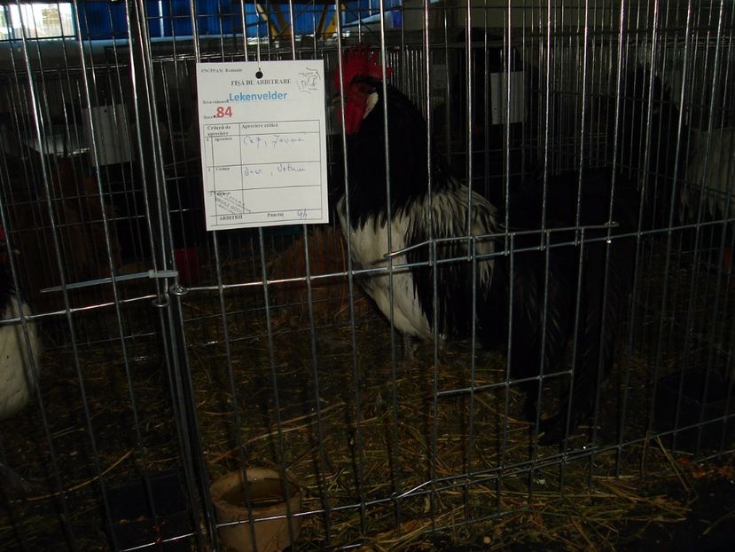  - Expozitie pasari si animale Cluj 2017