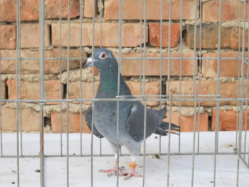 16117962_737429959753936_468399439_n (1)