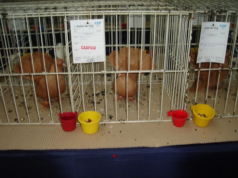  - Expozitie pasari si animale Cluj 2017