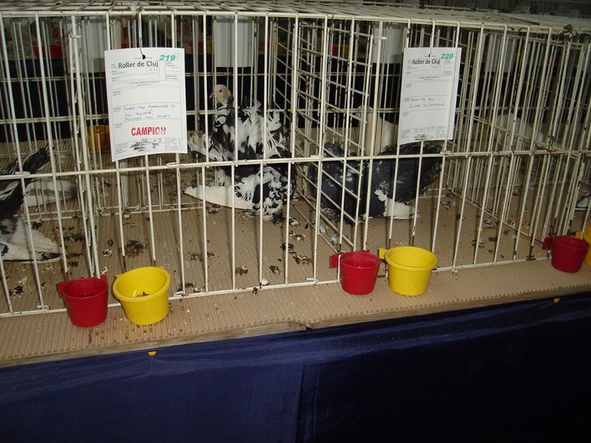  - Expozitie pasari si animale Cluj 2017