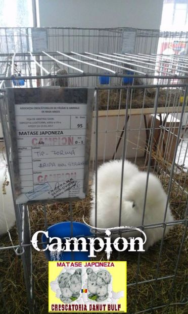 CAMPION